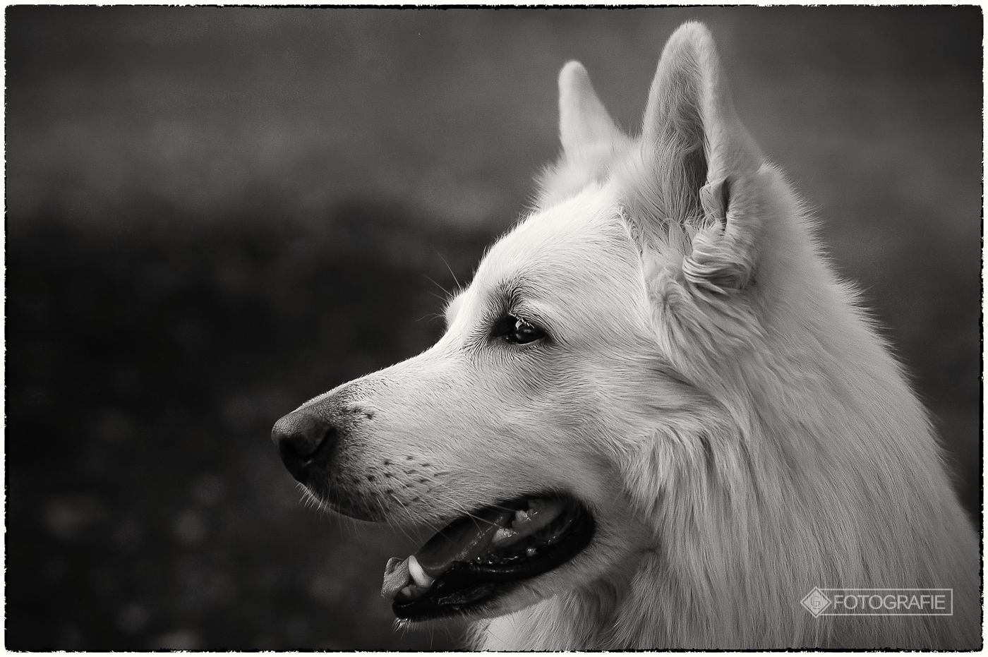 White shepherd 01